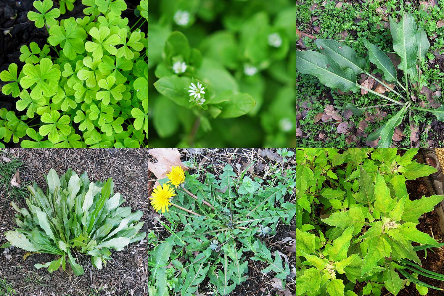 Edible Wild Plants